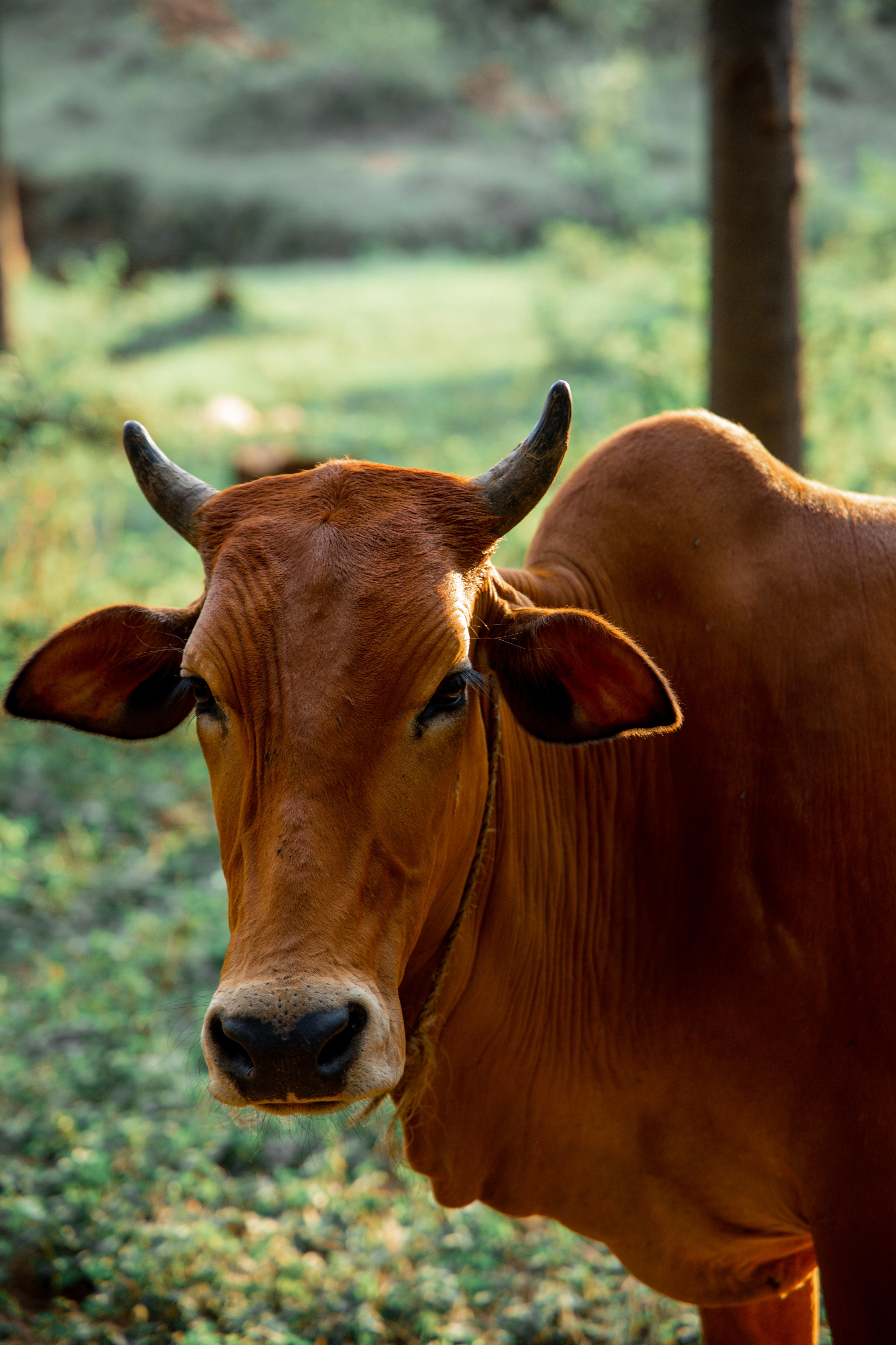 Image of a cow