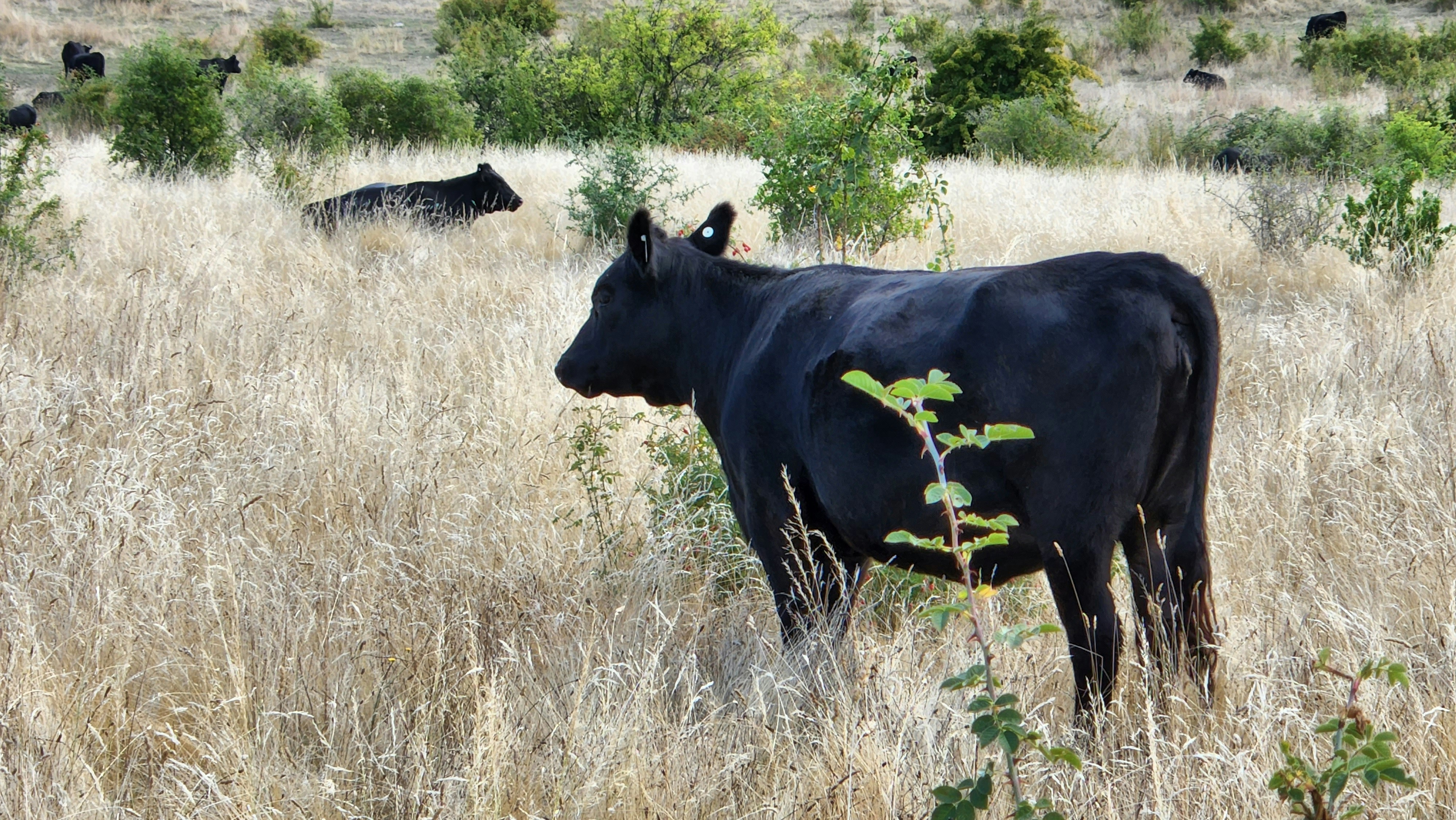 Image of an Angus cow