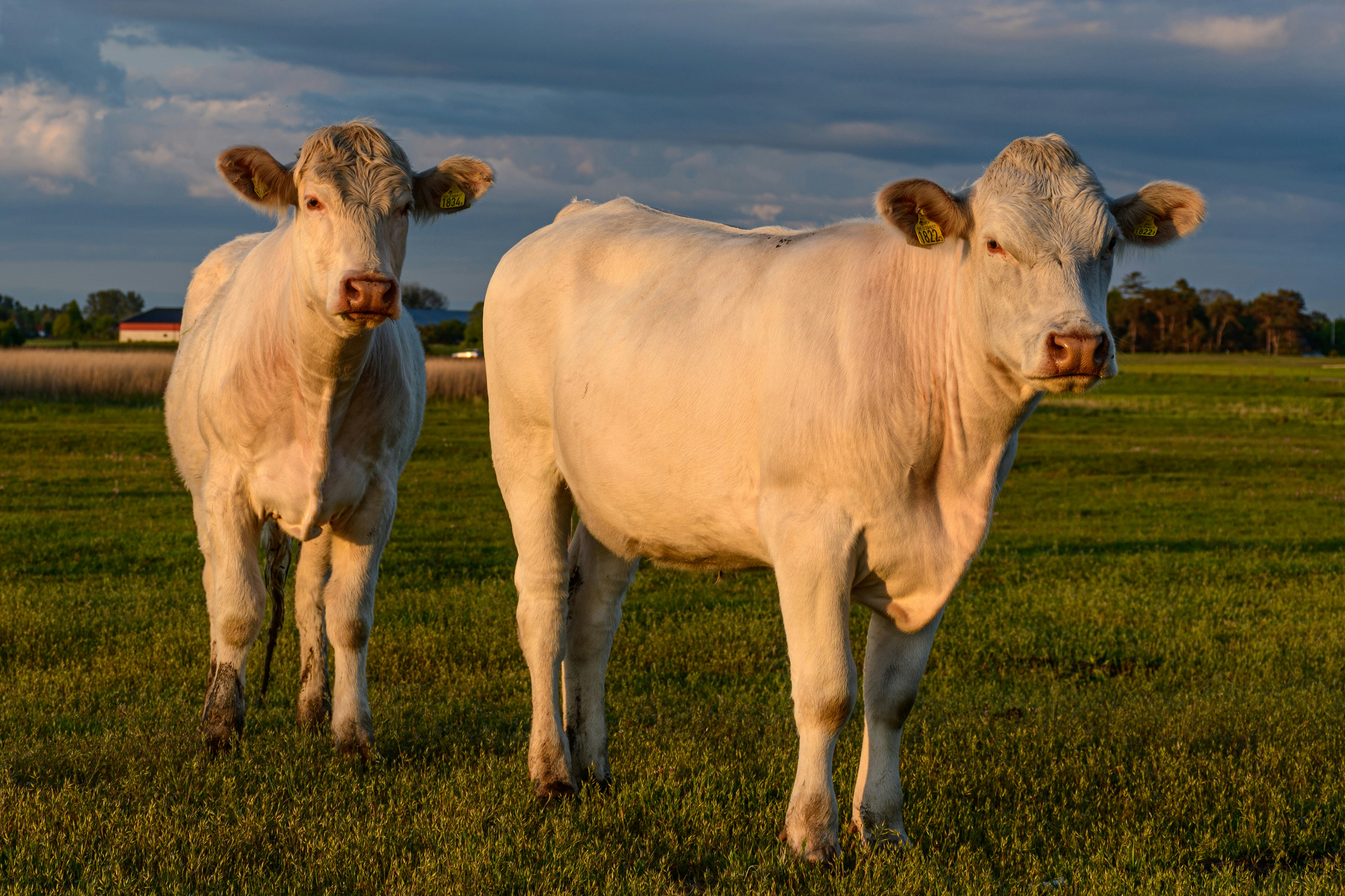 Image of a Charolais cow