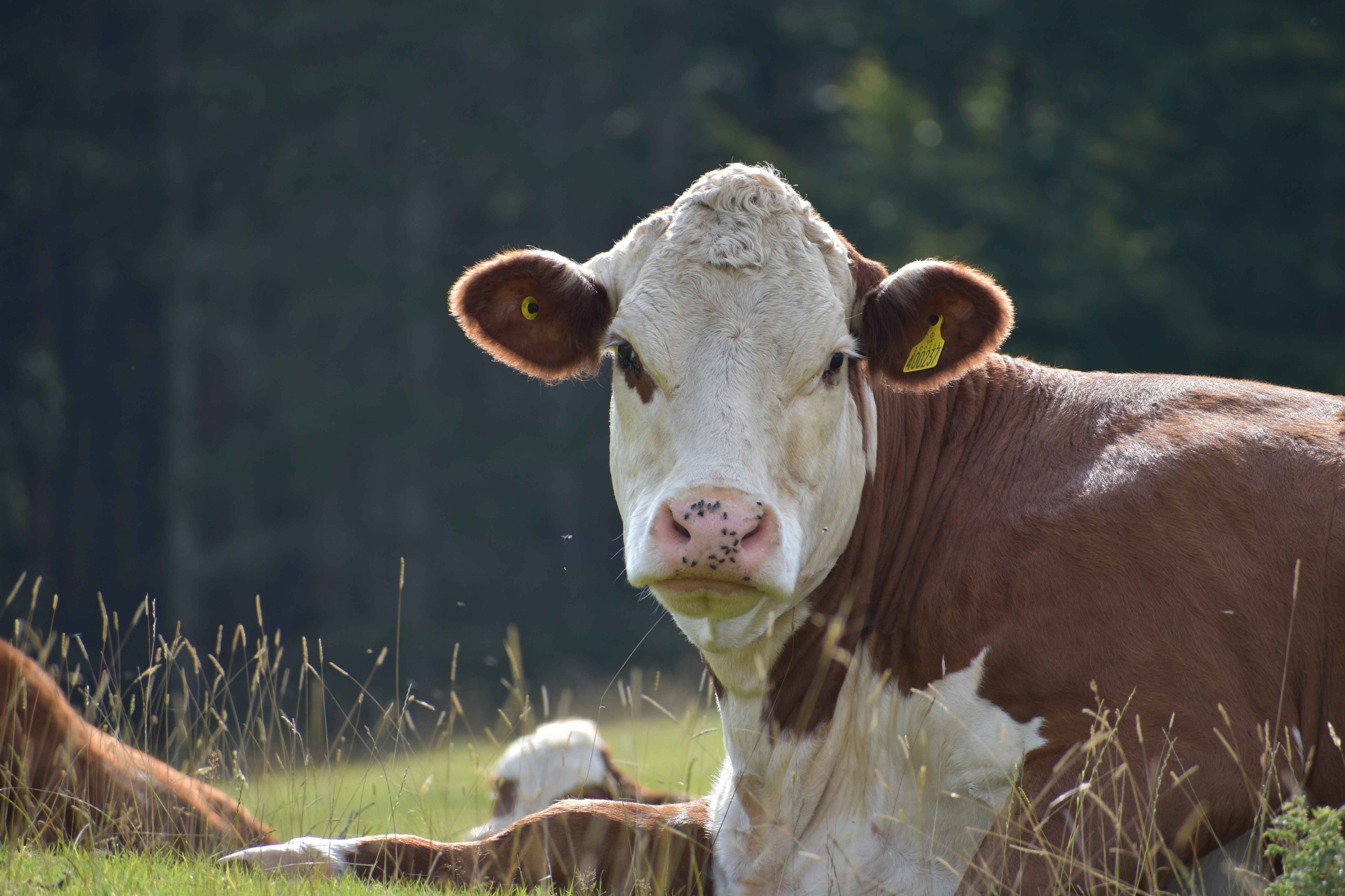 Image of a Hereford cow