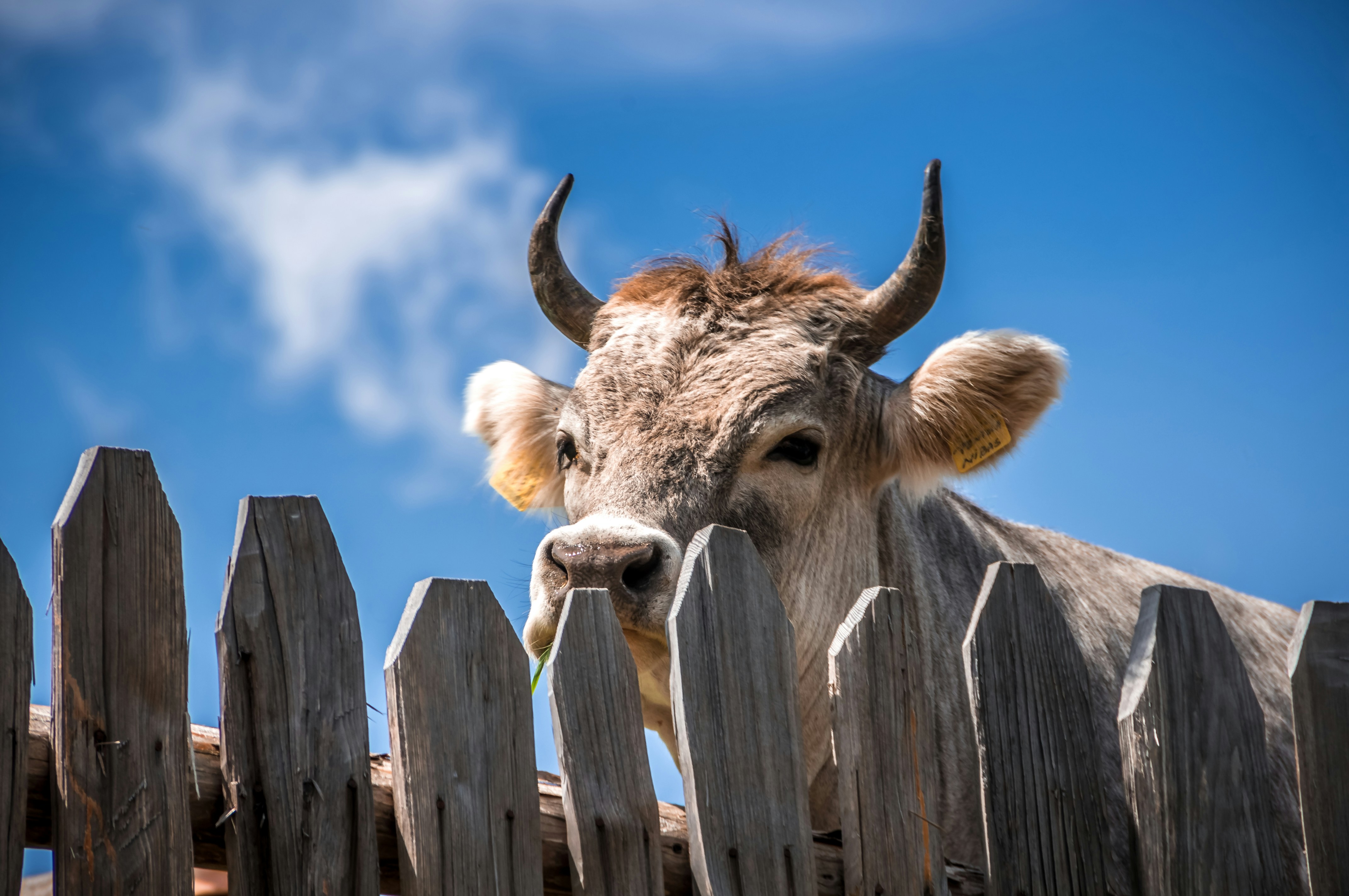 Image of a Limousin cow