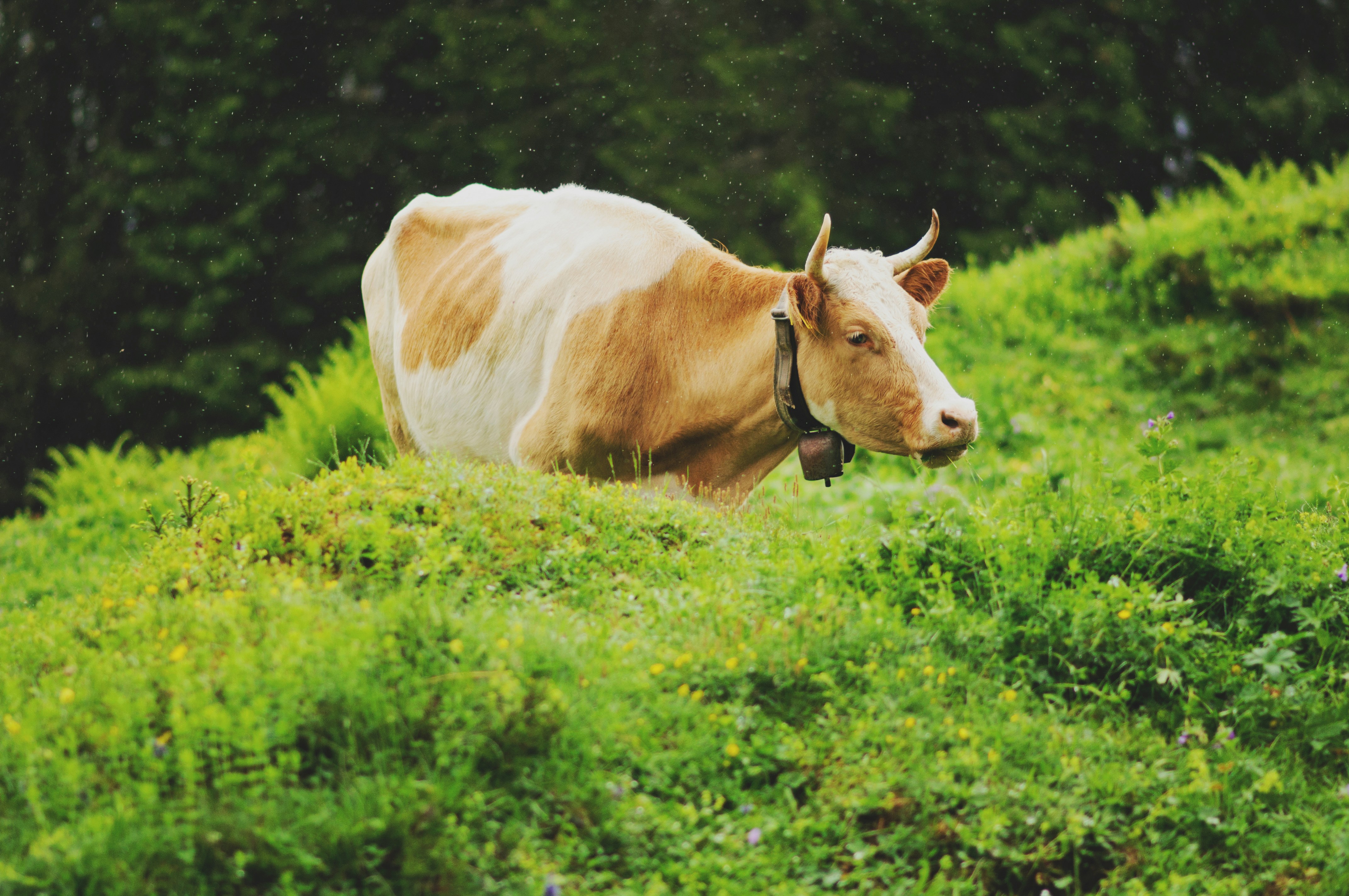 Image of a Simmental cow