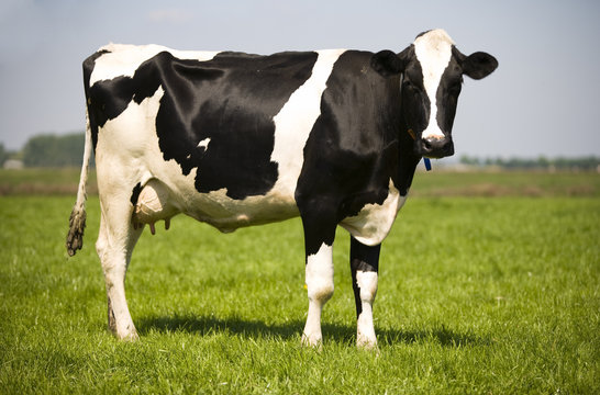 Image of a cow